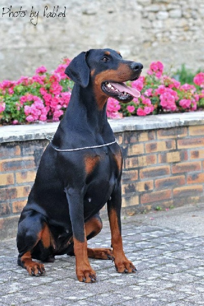 Elevage Campo Di Ga A Leveur De Chiens Dobermann Doberman