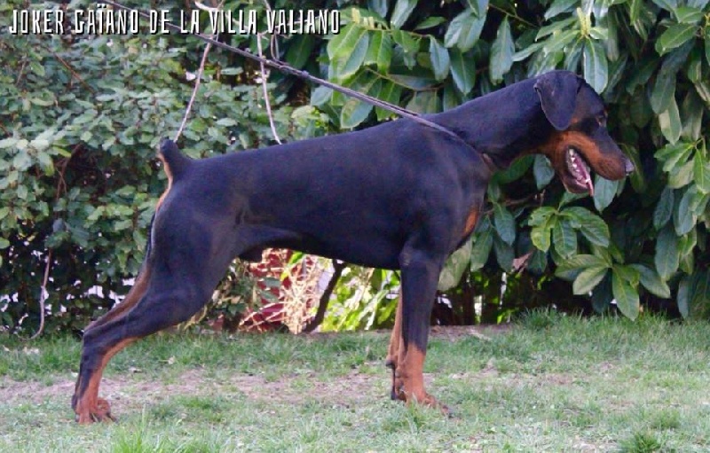 CH. de la Villa Valiano Joker gaïano